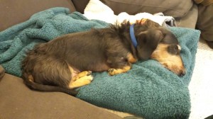 Phin taking a long nap after our hike in Rock Creek Park