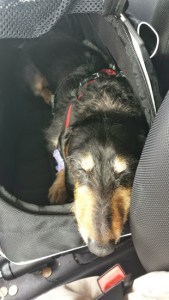 Phineas after his very long day