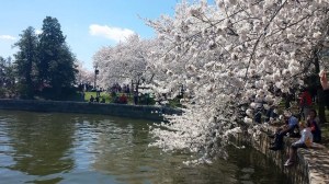 Cherry blossoms around the Tidal Basin