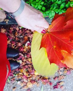 The colors of fall in Cleveland Park are healing