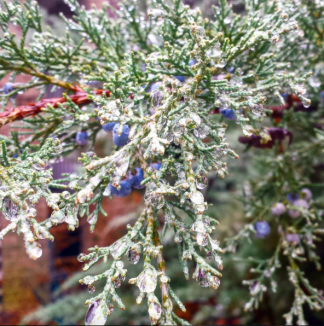 Screen Shot 2016-02-09 at 9.06.21 PM