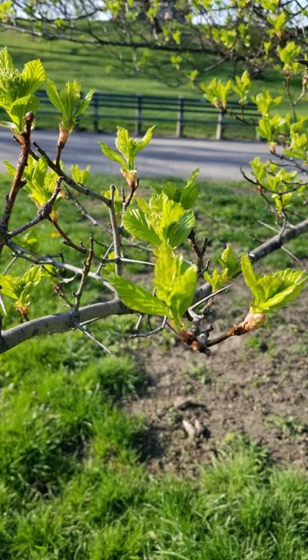 31949498_10104327990933286_2823605757742678016_n