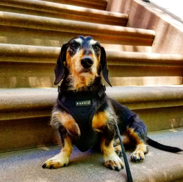 Screen Shot 2018-05-24 at 9.27.14 AM