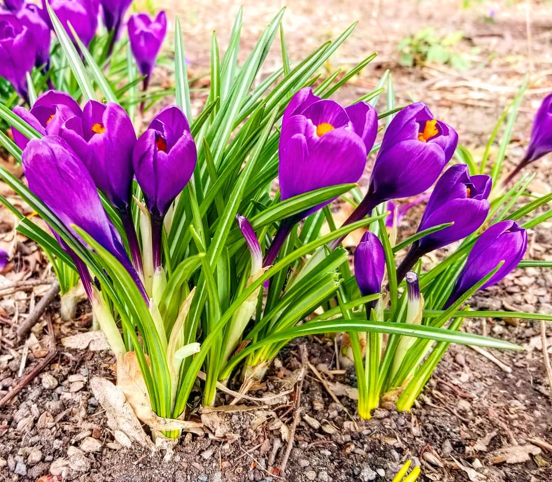 89058288_10105596903497336_3369340112147054592_o