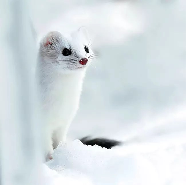 An ermine with a white winter fur coat peaking out from the snow. 