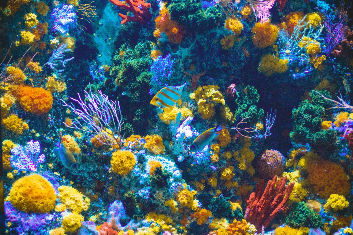 Bleached A Healing Touch: How Healthy Corals Reached Out to Save Bleached Corals ...